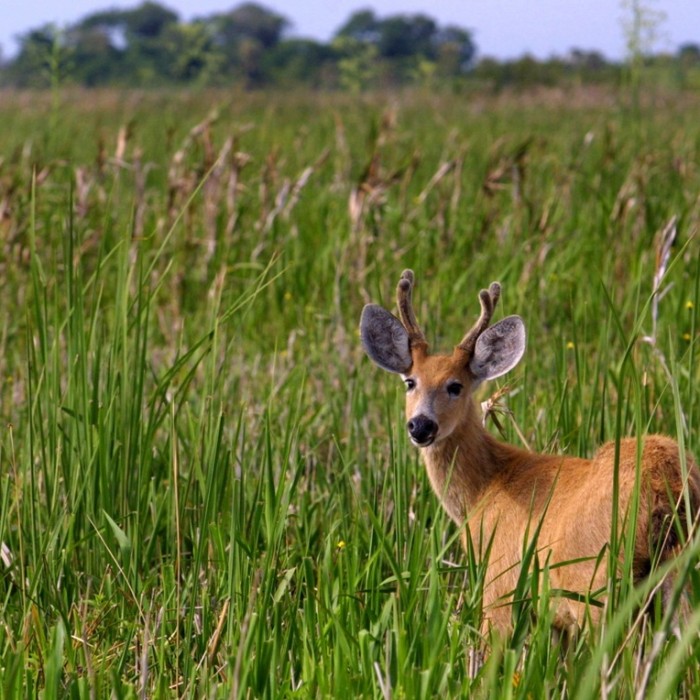 Ibera wetlands - Colonia Carlos Pellegrini