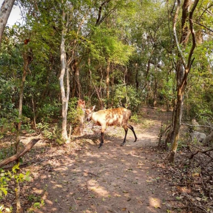 Excursión full day al Parque Nacional Esteros del Ibera 