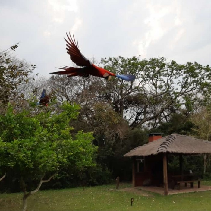 Excursión full day al Parque Nacional Esteros del Ibera 